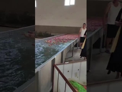 Mesin pembersih dan pemilihan buah