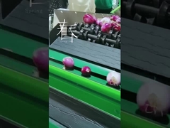 Mesin pembersih dan pemilihan buah